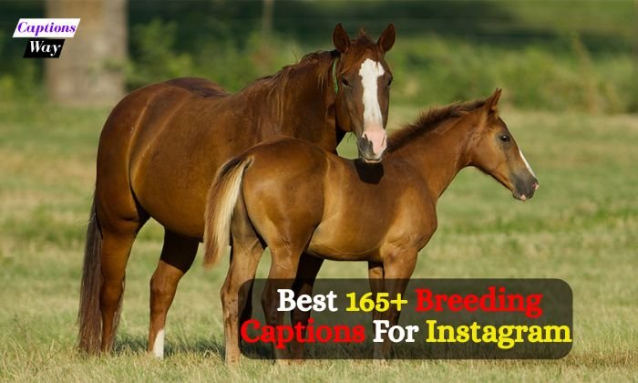 Best 165+ Breeding Captions For Instagram