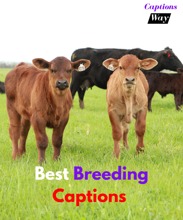 Best Breeding Captions