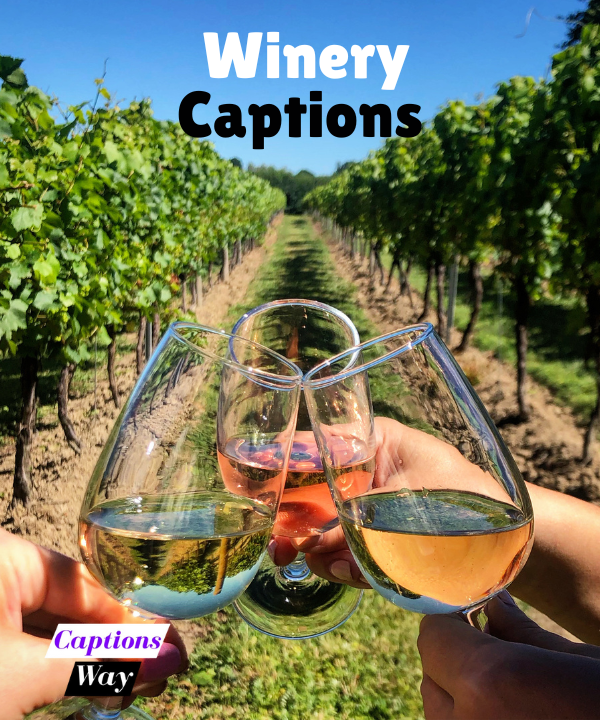 Top 200+ Winery Captions in 2025