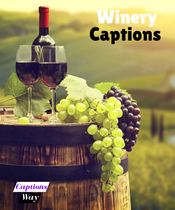 Top 200+ Winery Captions in 2025